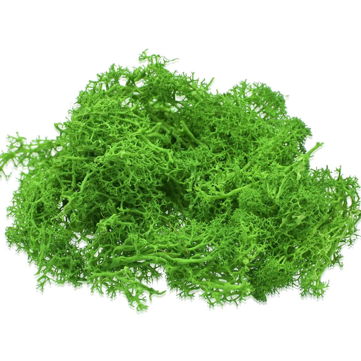 Reindeer Moss | 20 Grams | Dark Green