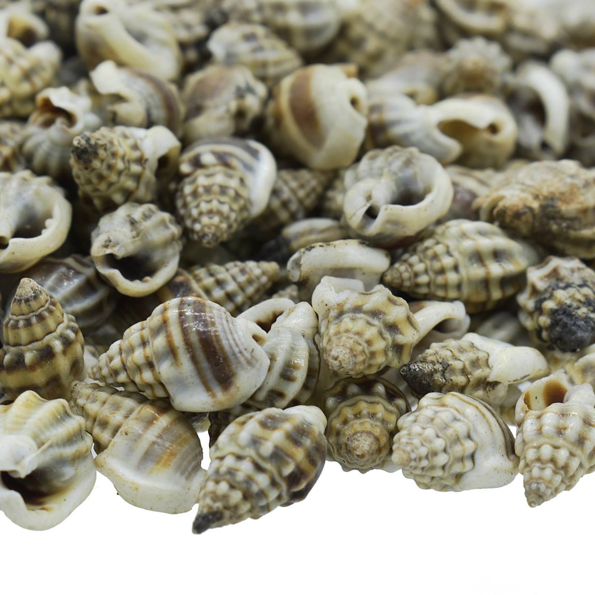 Decorative Seashells For Craft Pack Of 100 Grams | 0.6x1.5x0.5 Cm