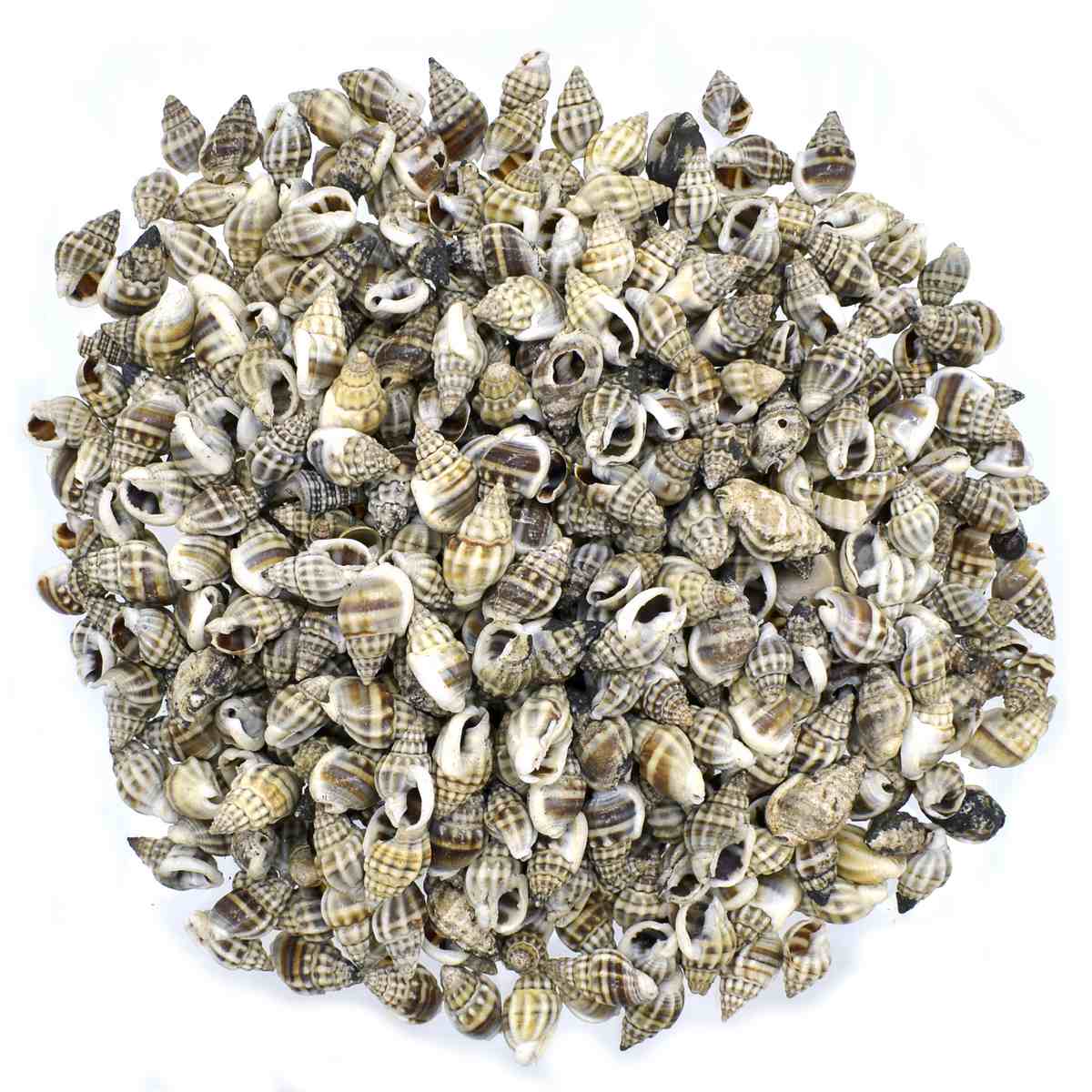 Decorative Seashells For Craft Pack Of 100 Grams | 0.6x1.5x0.5 Cm