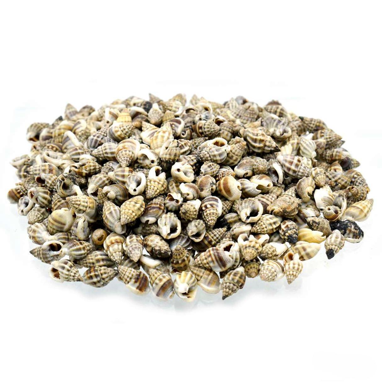 Decorative Seashells For Craft Pack Of 100 Grams | 0.6x1.5x0.5 Cm