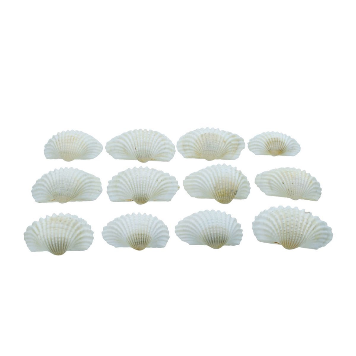 Decorative Seashells For Craft Pack Of 250 Grams | 7x6x1.5 Cm