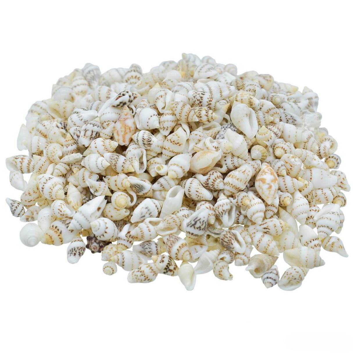 Decorative Seashells For Craft Pack Of 100 Grams | 0.6x1.5x0.5 Cm