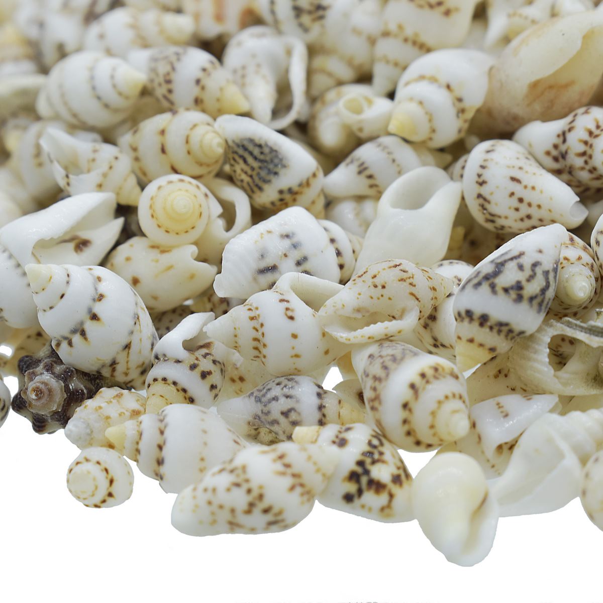 Decorative Seashells For Craft Pack Of 100 Grams | 0.6x1.5x0.5 Cm