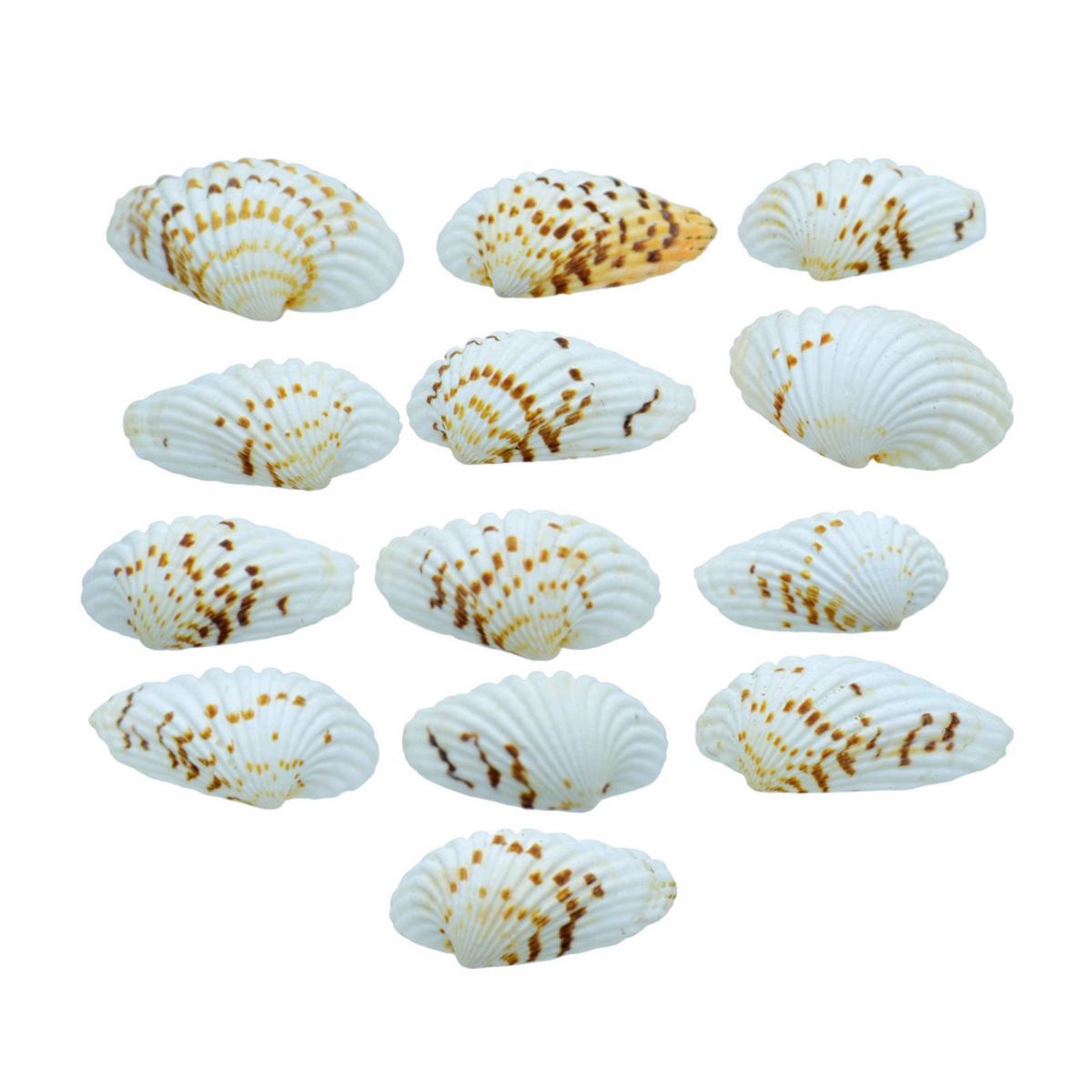 Decorative Seashells For Craft Pack Of 100 Grams | 4x2.5x1 Cm