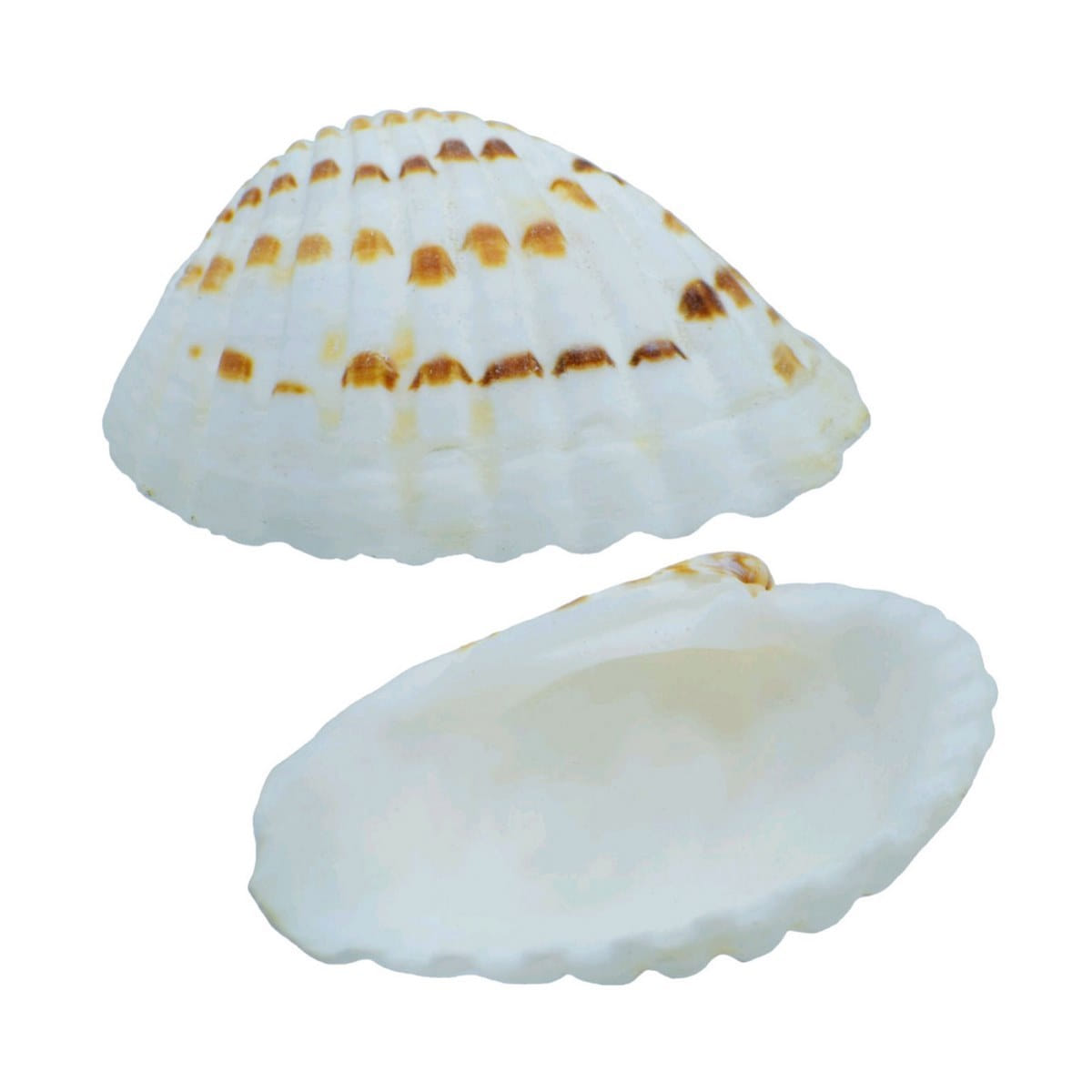 Decorative Seashells For Craft Pack Of 100 Grams | 4x2.5x1 Cm
