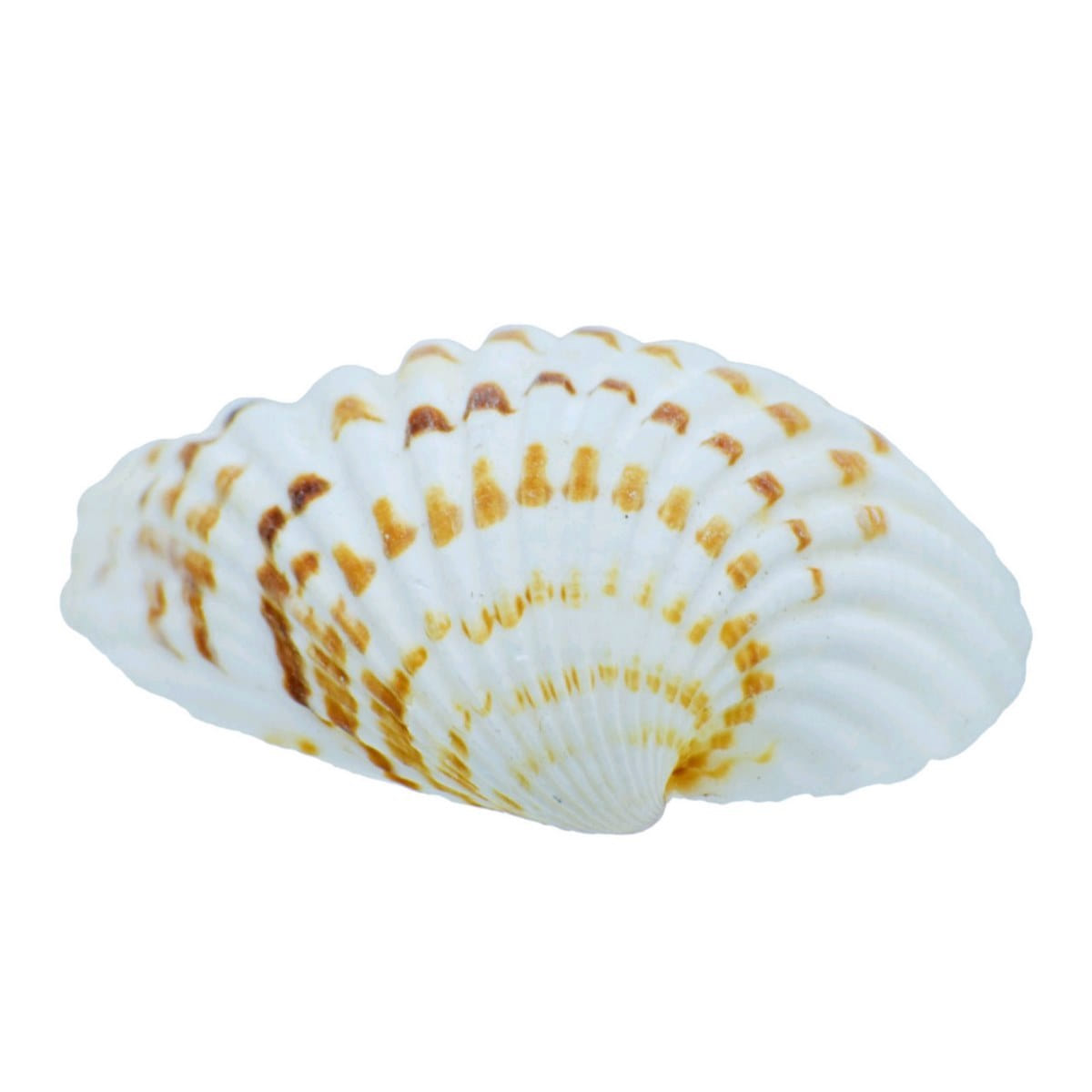 Decorative Seashells For Craft Pack Of 100 Grams | 4x2.5x1 Cm