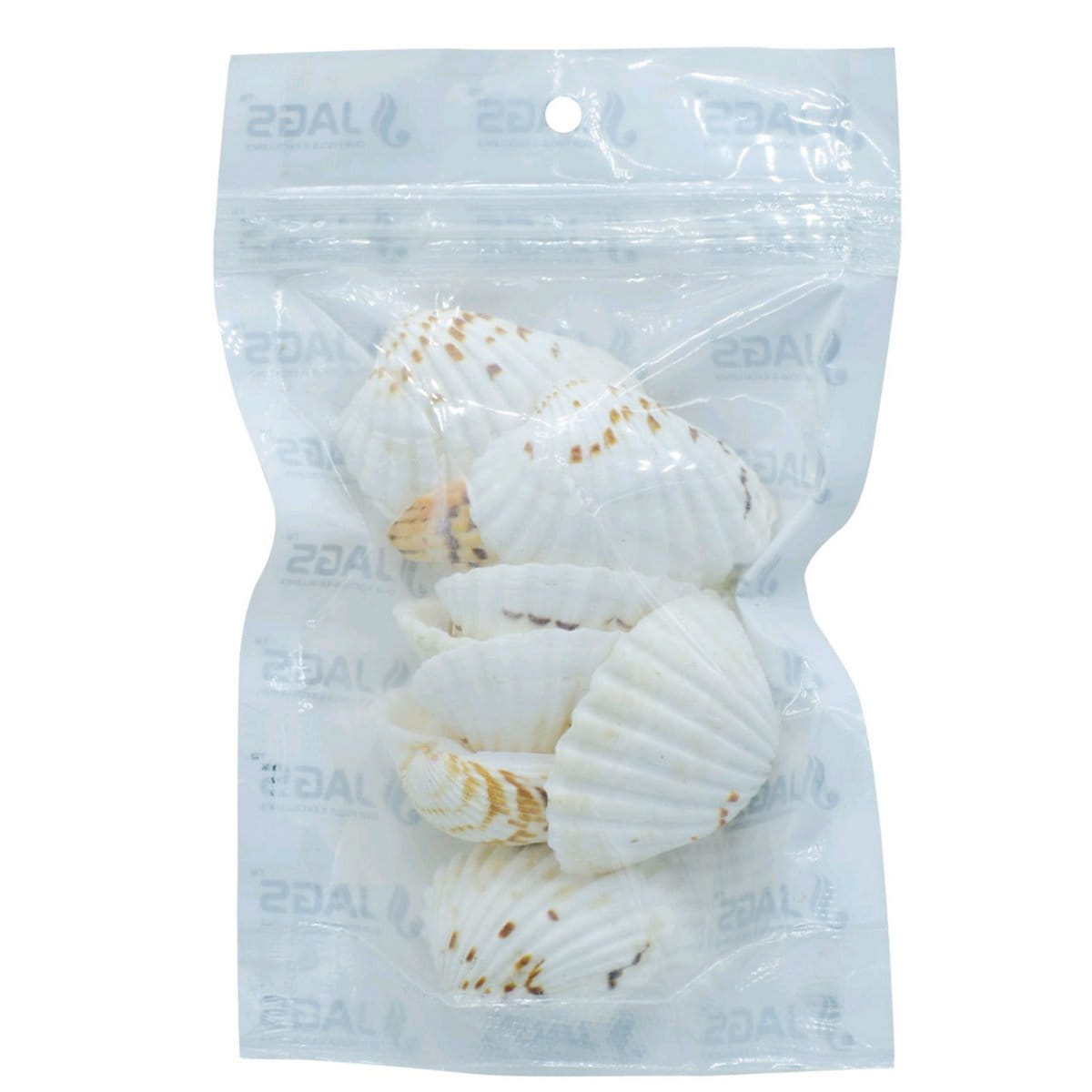 Decorative Seashells For Craft Pack Of 100 Grams | 4x2.5x1 Cm