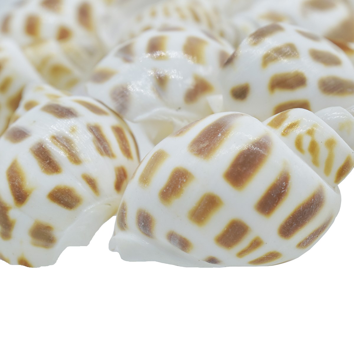 Decorative Seashells For Craft Pack Of 50 Grams | 1.5x2.5x1.2 Cm