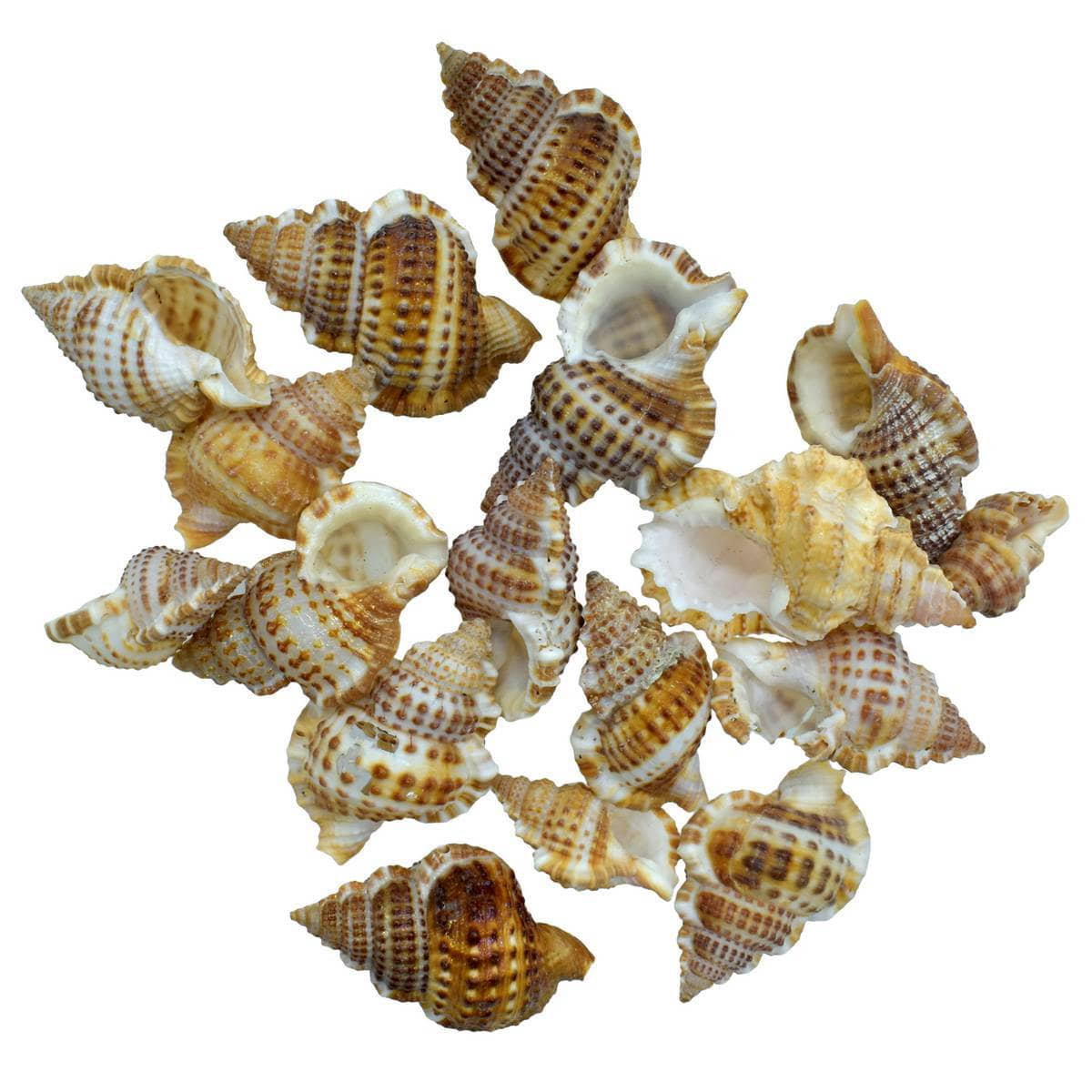 Decorative Seashells For Craft Pack Of 50 Grams | 3.5x2x1 Cm