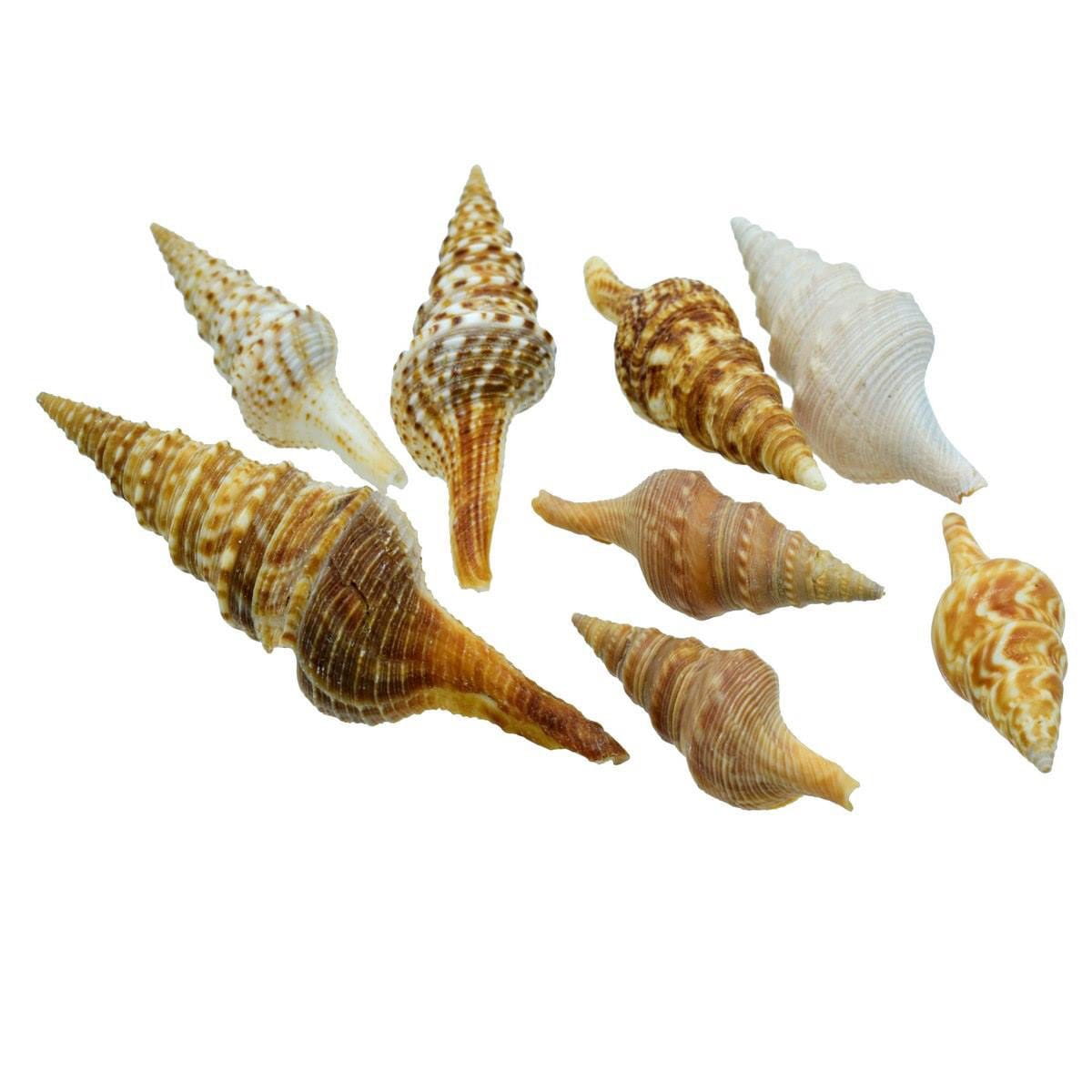 Decorative Seashells For Craft Pack Of 9 | 6.5x1.5x1.5 Cm