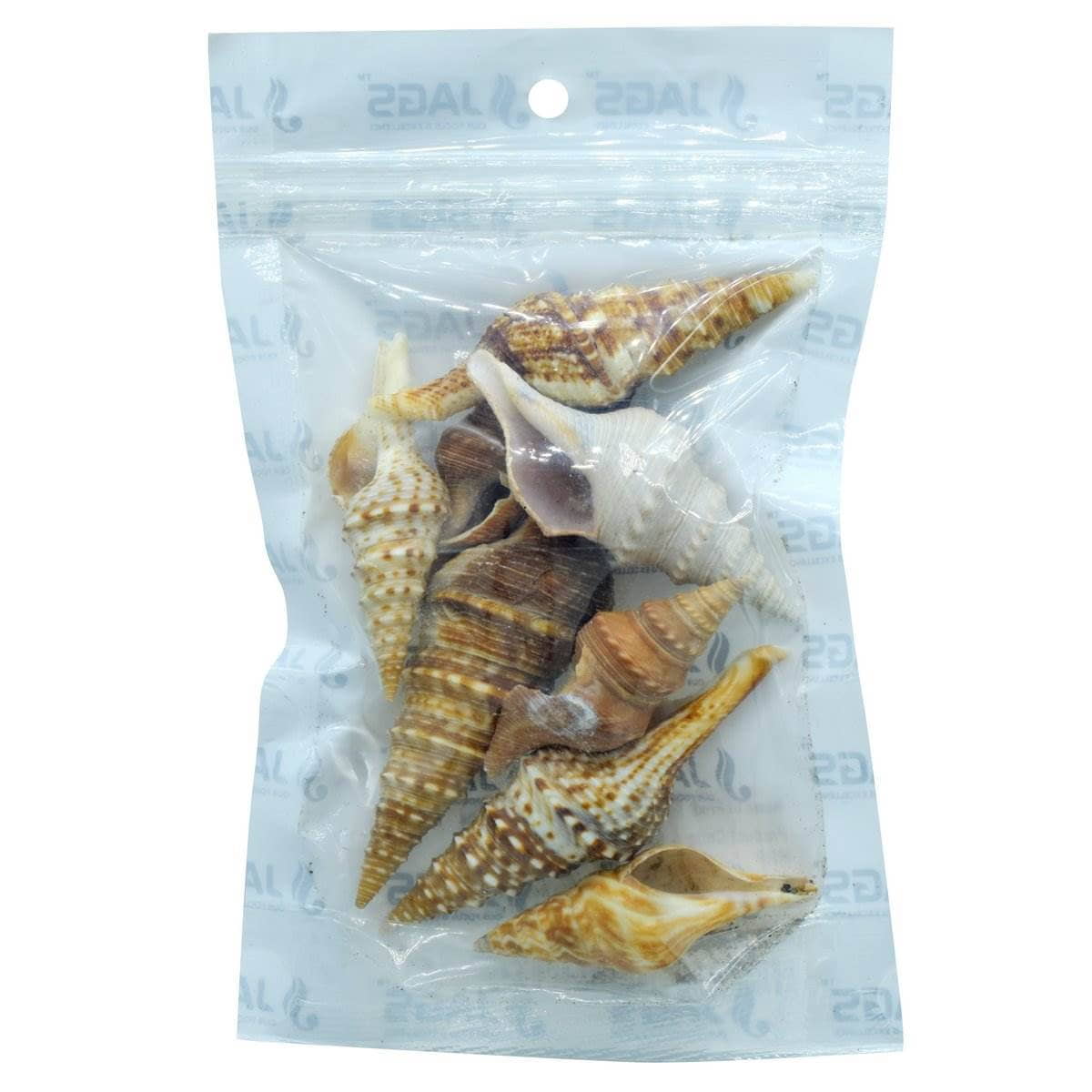 Decorative Seashells For Craft Pack Of 9 | 6.5x1.5x1.5 Cm