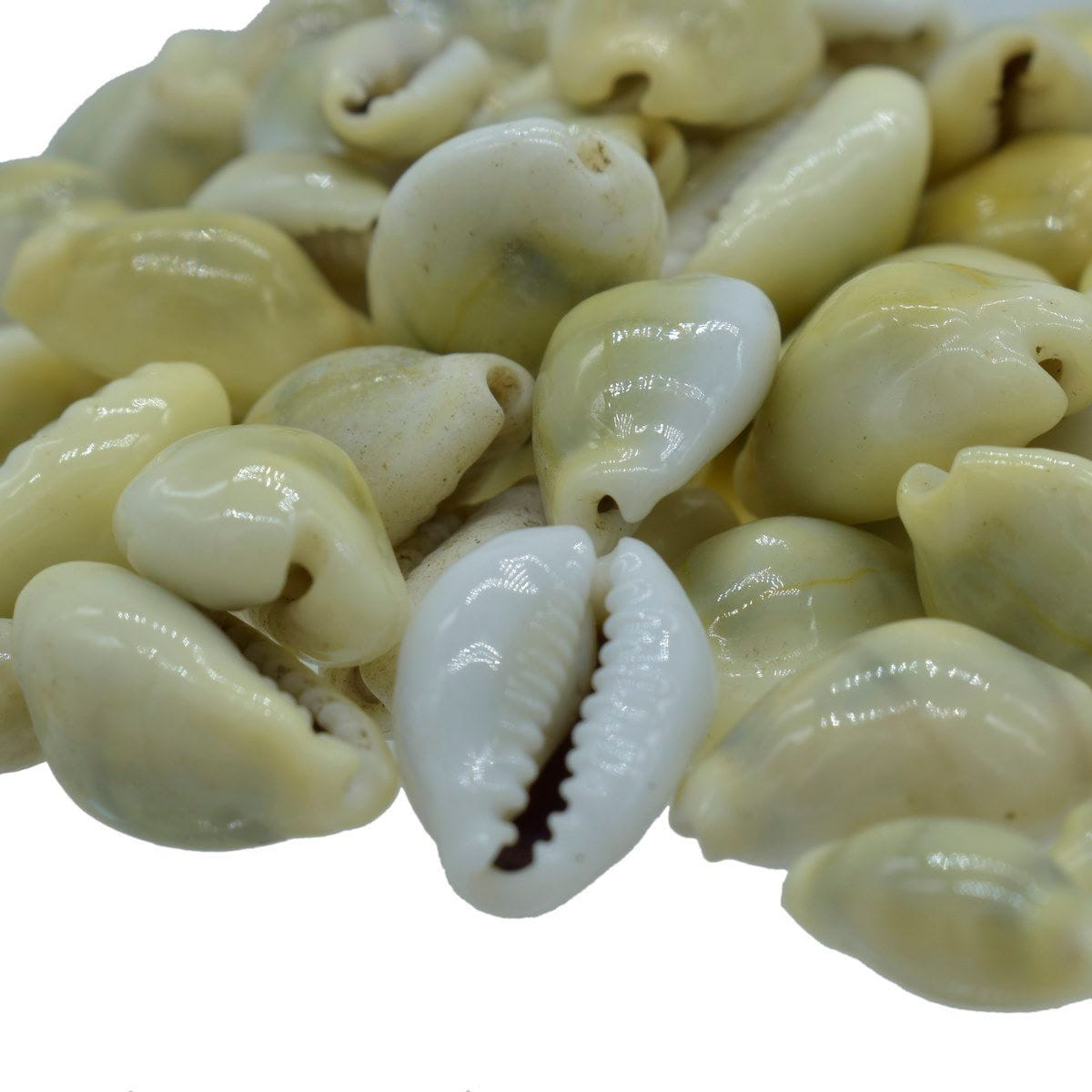 Decorative Seashells For Craft Pack Of 100 Grams | 1x1.8x0.7 Cm
