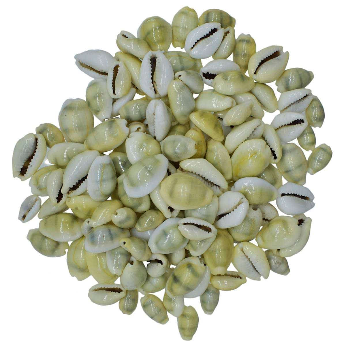 Decorative Seashells For Craft Pack Of 100 Grams | 1x1.8x0.7 Cm