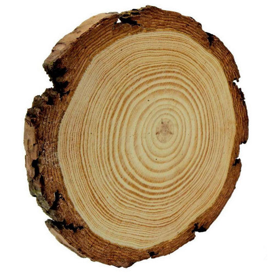 Unfinished Natural Wood Slice With Bark | Size: 15 Cm