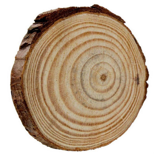 Unfinished Natural Wood Slice With Bark | Size: 6-7 Cm