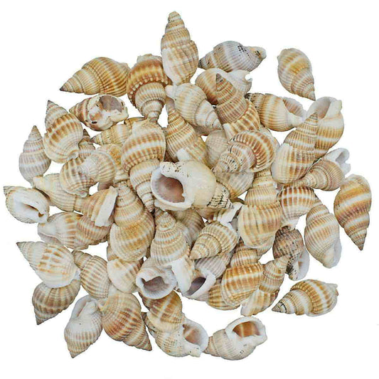 Decorative Seashells For Craft Pack Of 80 Grams | 1.5x2.5x1 Cm