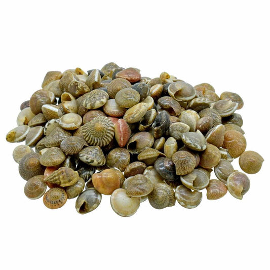 Decorative Seashells For Craft Pack Of 100 Grams | 1x1x0.5 Cm