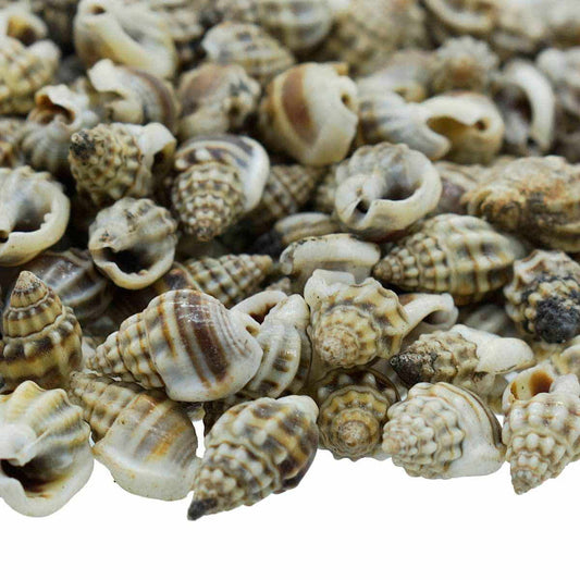 Decorative Seashells For Craft Pack Of 100 Grams | 0.6x1.5x0.5 Cm