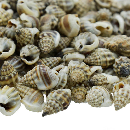 Decorative Seashells For Craft Pack Of 100 Grams | 0.6x1.5x0.5 Cm