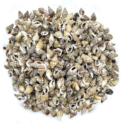 Decorative Seashells For Craft Pack Of 100 Grams | 0.6x1.5x0.5 Cm