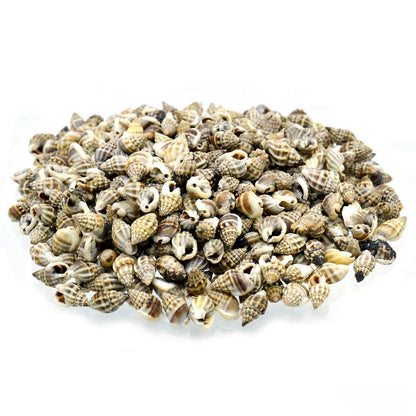Decorative Seashells For Craft Pack Of 100 Grams | 0.6x1.5x0.5 Cm