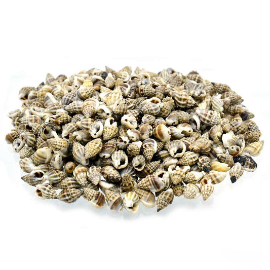 Decorative Seashells For Craft Pack Of 100 Grams | 0.6x1.5x0.5 Cm