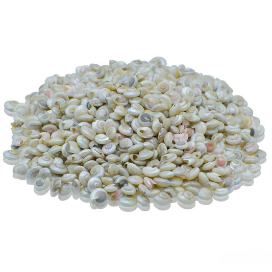Decorative Seashells For Craft Pack Of 100 Grams | 5x5x2 Mm