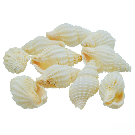 Decorative Seashells For Craft Pack Of 10 Pieces | 3x1.5x1.5 Cm