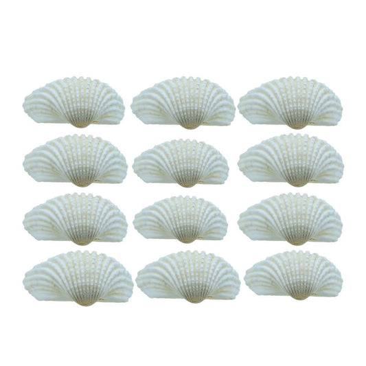 Decorative Seashells For Craft Pack Of 250 Grams | 7x6x1.5 Cm