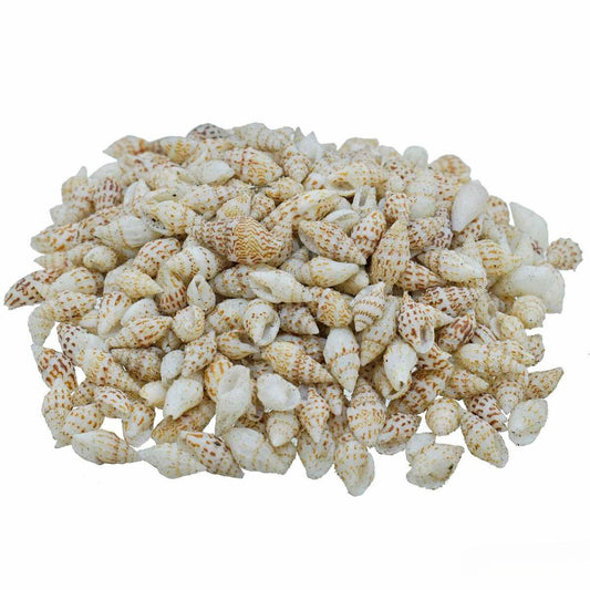 Decorative Seashells For Craft Pack Of 100 Grams | 0.6x1.5x0.5 Cm