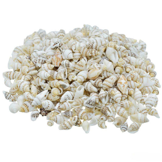 Decorative Seashells For Craft Pack Of 100 Grams | 0.6x1.5x0.5 Cm