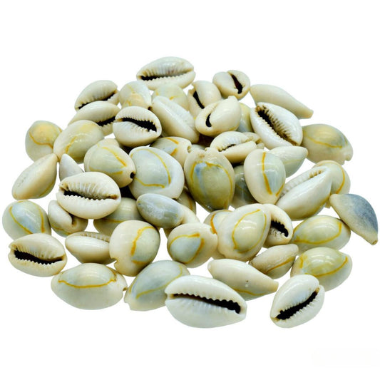 Decorative Seashells For Craft Pack Of 100 Grams | 2x1x1 Cm