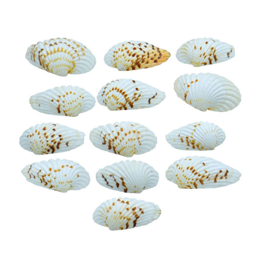 Decorative Seashells For Craft Pack Of 100 Grams | 4x2.5x1 Cm