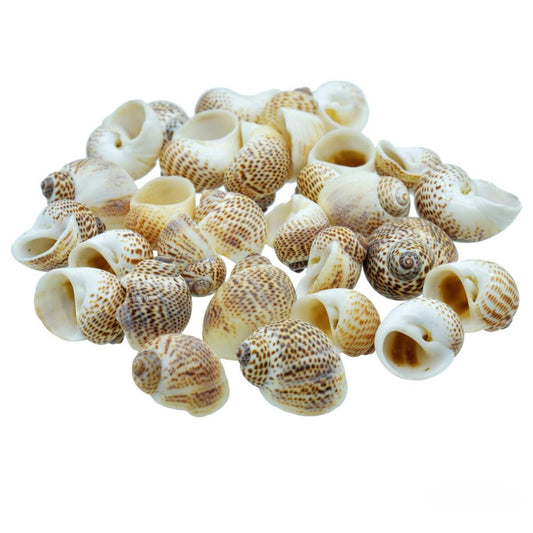Decorative Seashells For Craft Pack Of 25 To 30 Pieces | 2.5x1.5x1 Cm