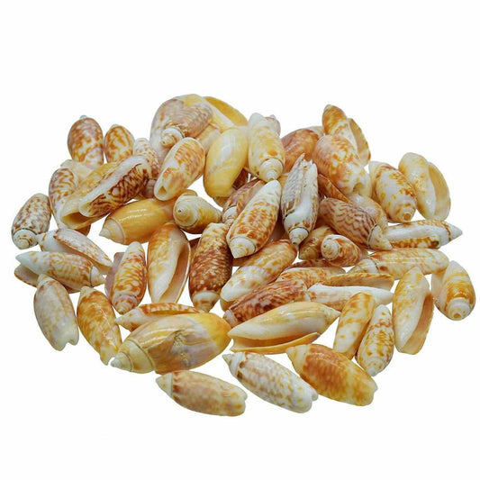 Decorative Seashells For Craft Pack Of 50 To 55 Pieces | 3.5x1x1 Cm