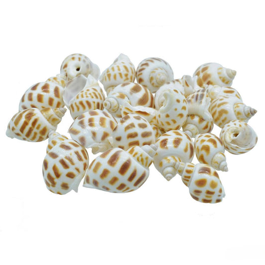 Decorative Seashells For Craft Pack Of 50 Grams | 1.5x2.5x1.2 Cm