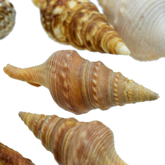 Decorative Seashells For Craft Pack Of 9 | 6.5x1.5x1.5 Cm