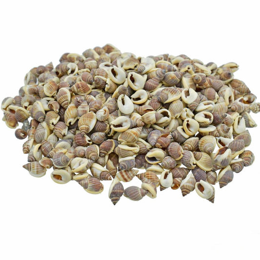 Decorative Seashells For Craft Pack Of 100 Grams | 0.6x1.5x0.5 Cm