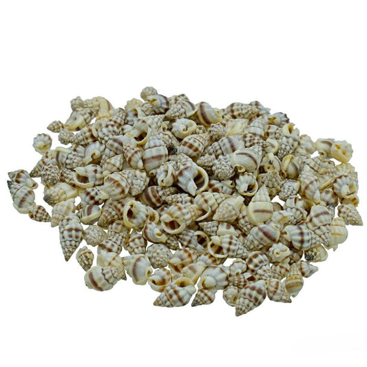 Decorative Seashells For Craft Pack Of 100 Grams | 2x1.5x1 Cm