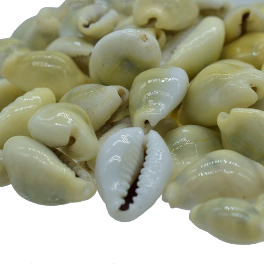 Decorative Seashells For Craft Pack Of 100 Grams | 1x1.8x0.7 Cm