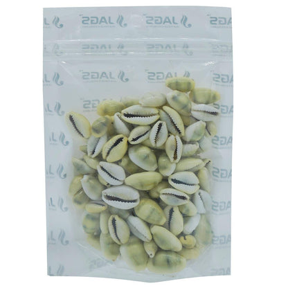 Decorative Seashells For Craft Pack Of 100 Grams | 1x1.8x0.7 Cm